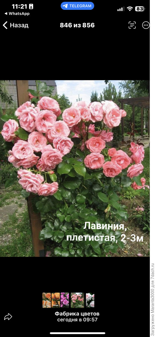 Лавиния, с этого фото началось моё помешательство)