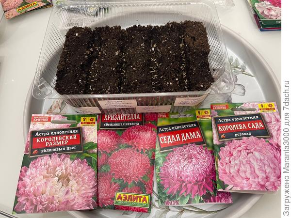 Смотрю на них, затаив дыхание, у меня ещё 4 или 5 сортов других расцветок лежат, ждут посева, но я сначала решила, что мне и этих достаточно станет, лишь бы взошли, а то пугают, что всхожесть у них не ахти. Потом думаю - ну отложу я эти пакетики, и на следующий год они точно не взойдут, состарятся, и в чём смысл? В общем, заказала ещё грунт, высажу на неделе или на следующих выходных. А там, будь что будет) Кашпо мы всегда найдём)