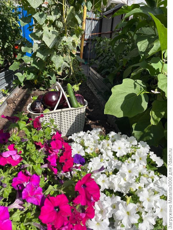 До чего ж красиво, когда фотографируешь на солнце