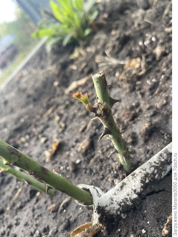 Осень ещё баловала пару недель относительно тёплыми деньками, смею надеяться, что мои красотки прижились. Хотя ничего, ровным счётом, в этом не понимаю