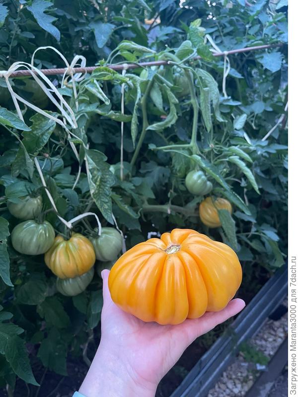 Например сорт Жёлтые торбочки - урожайность высокая, размер  плода - ну слоны, иначе не скажешь, декоративность повышенная, а на вкус - не очень интересно, пресно, я бы даже сказала. Повторюсь, я понимаю, что нужно было возможно больше калийных подкормок или чего ещё, для набора сахаристости, я не списываю его со счетов окончательно, но, например, в сезоне 2026 садить не стану - у меня по плану севооборот и томаты я буду выращивать на огуречной грядке, которая значительно меньше. Предпочтение отдам проверенным сортам, не будет места для экспериментов. В 2027, если Бог даст, вернусь к нему обязательно.