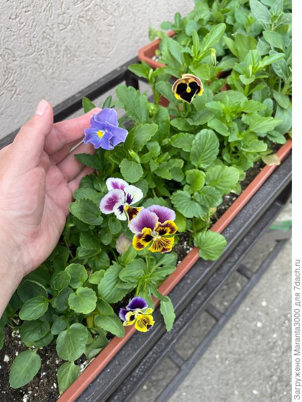 Вот эти голубые особенно полюбила, запали в душу