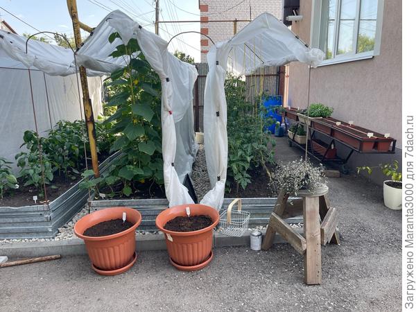 Где-то начало июля 2024, тоже общий вид, уже в деле. Справа налево - первая грядка самая длинная, отведена под томаты, потом огуречная грядка, третья в конце, прилегающая к забору - перцово-баклажанная. В этом году первый раз за 5 лет планирую поменять посевы местами, с точки зрения севооборота