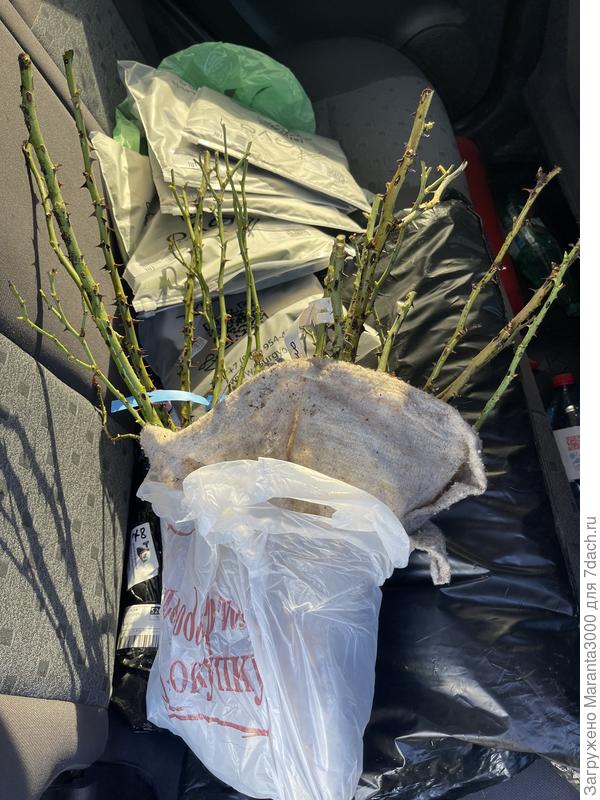 Вот такой скромный мешочек мы привезли домой, замочила я их в корнестимуляторе на ночь, а мужа отправила копать ямы в указанных местах)