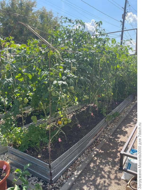 Вот она, моя красавица, после наведения марафета - убирала лишние листья, пасынки и прочее.