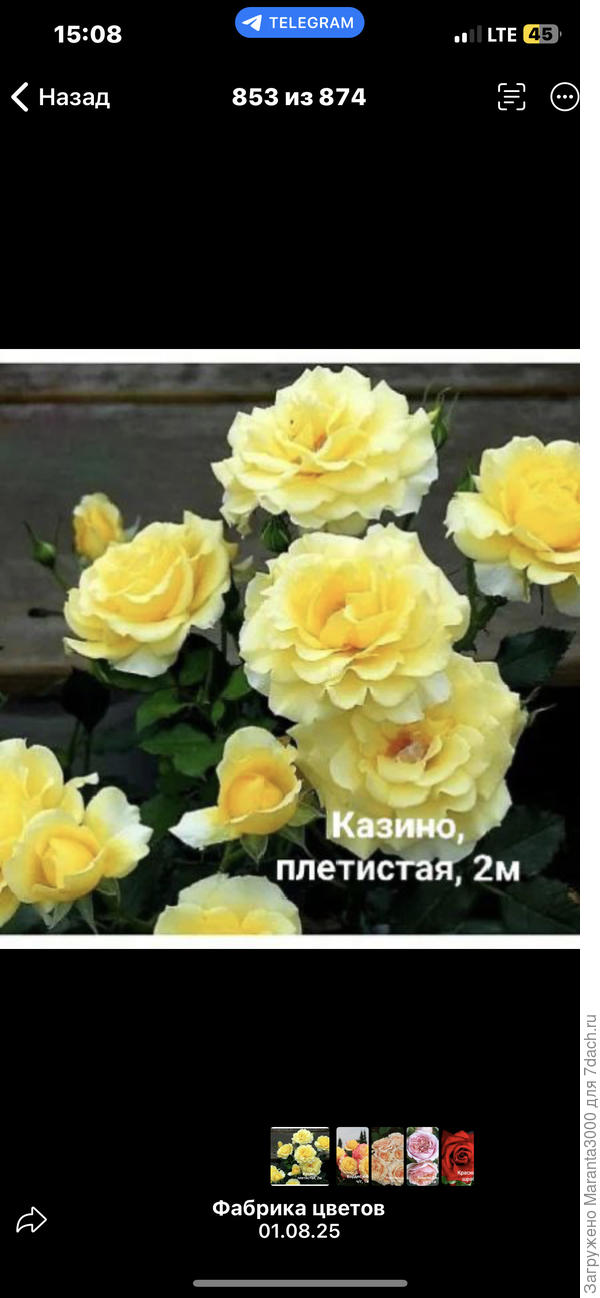 Казино, мило выглядит, хоть и показывает серединку, что мне не особо нравится. Но, если поискать живые фото в цветниках, выглядит хорошо!