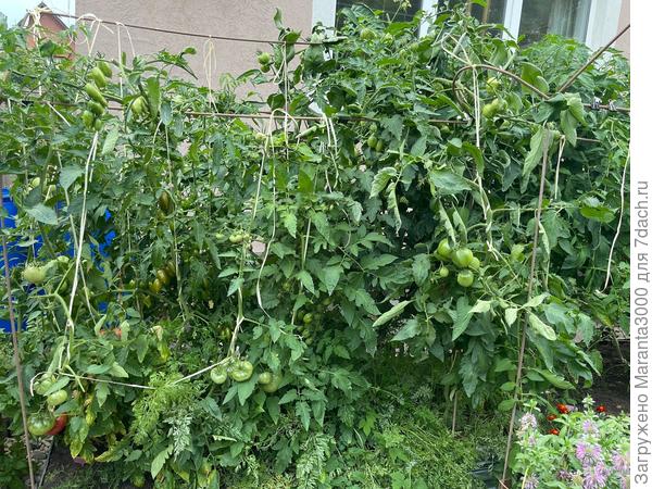 Если в сезон буквально недельку не заглядывать на грядку и заниматься только работой и домом, можно обнаружить непролазные джунгли. Момент позора (ну не всегда же хвалиться, по-разному бывает!)