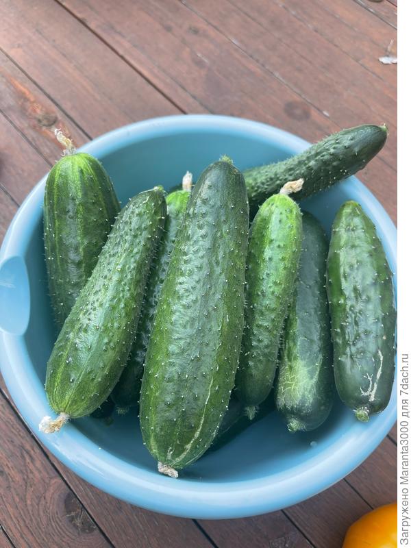 Свои, красавчики, к столу. Кстати говоря, так и не нашла пока для себя фаворита в сортах (гибридах) огурцов, пока в творческом поиске, без любимчиков.