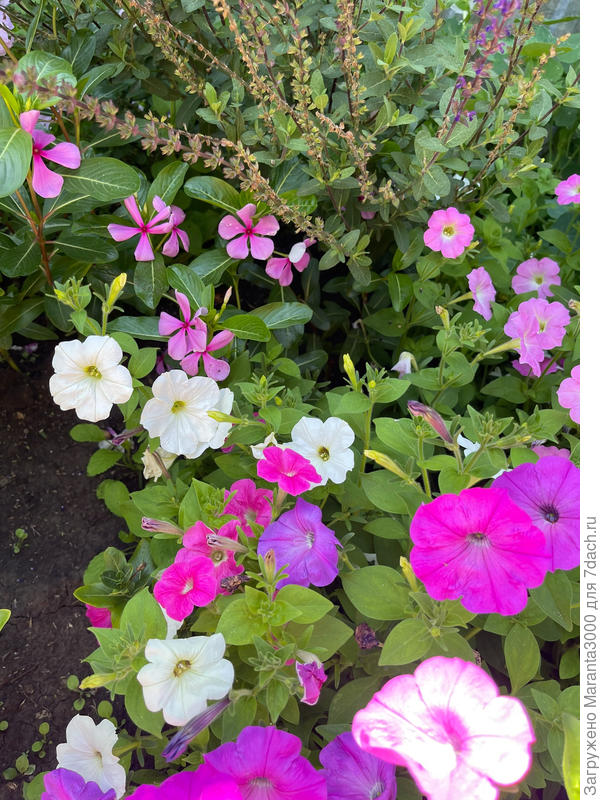 Виднеются катарантусы - эксперимент 2025 г - всегда хочется сажать что-то новое. Не вау, но тоже неплохо, но петунии, всё же, лучше