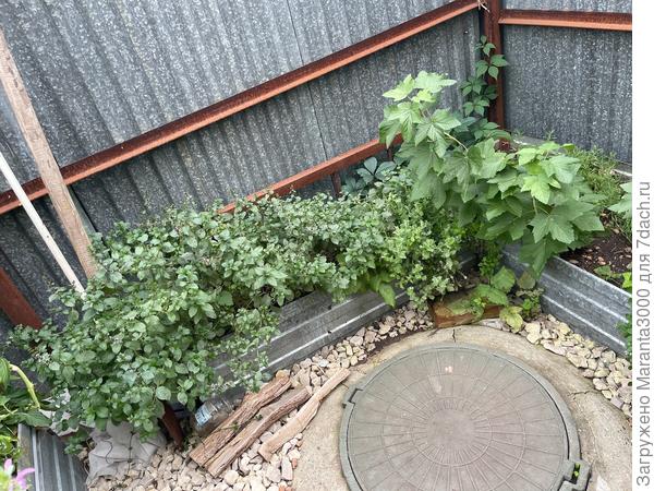 Вид на пряный уголок - мята трёх видов, два куста смородины, в уголке лаванда в прошлом году посеяна через рассаду, иссоп, душица, чабрец. Всего понемножку