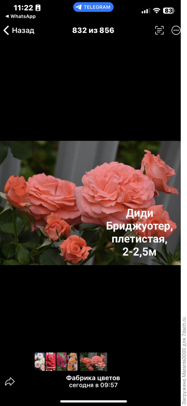 Диди Бриджуотер, пленил её лососевый оттенок