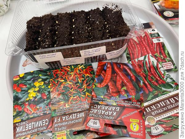 С острыми насмотрелась группу совместного выращивания, как все декоративные в кашпо кустиками садят, и так завидно стало)) А тут ещё срок годности уже в этом году у декоративных моих выходит, ну я и навалила полную чеплашку их) Надеюсь, взойдут)