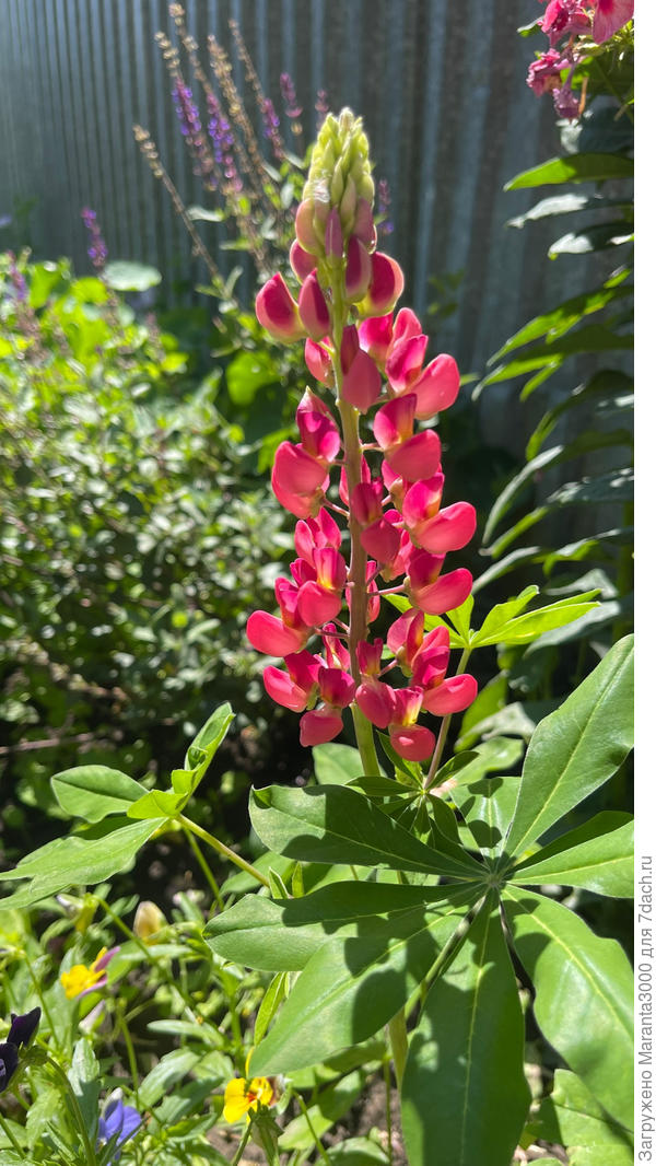 Под зиму сажала люпины - подруга подарила семена, очень они мне понравились. Говорят - агрессор, посмотрим, выполоть излишки недолго