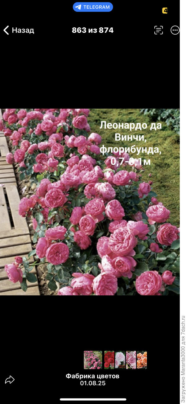 Ох, Леонардо, до чего красивый!