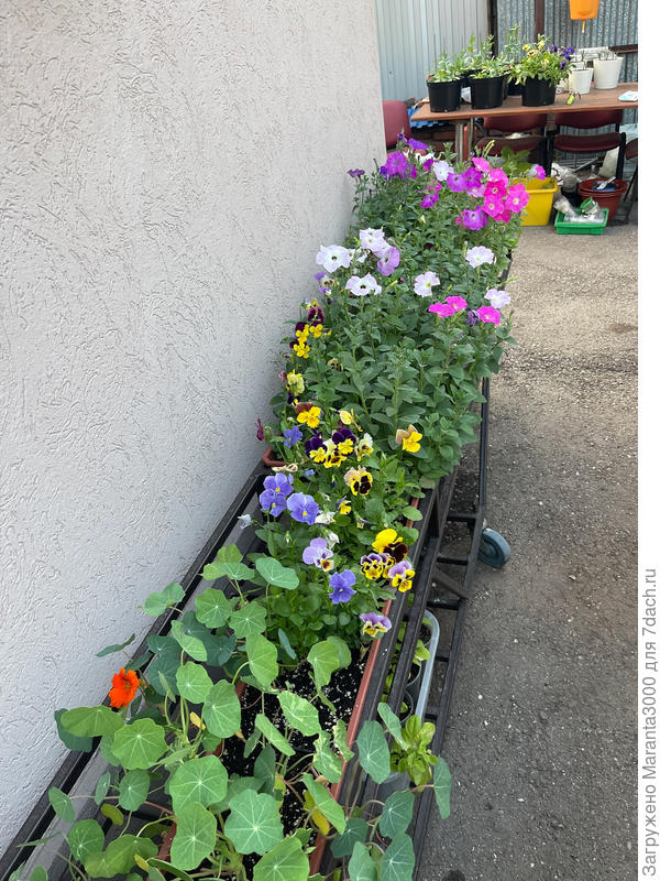 Вот здесь я их держу на этапе рассады) Перед высадкой в ОГ)