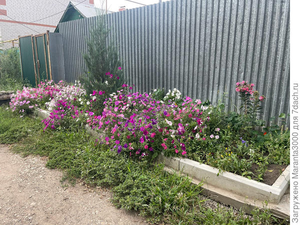 Наглядно - трава отросла, здесь мне в помощь аккумуляторные садовые ножницы, вещь! Очень понравились. Вот такими охапками разрастается моя петуния