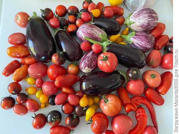 И, прежде чем перейти к цветам, общий обзор на урожай. Весь объем 2024г я не фотографировала, а вот постановочное для красоты - пожалуйста. Долго стояла на заставке на компьютере