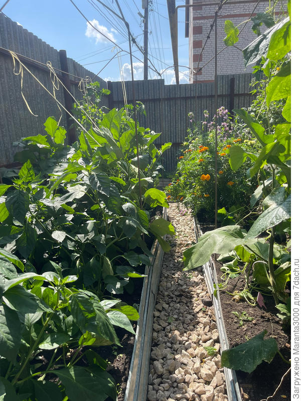 Проходы между грядками узкие (из-за экономии места и жадности - грядки побольше хотелось), поэтому всё чаще бочком-бочком