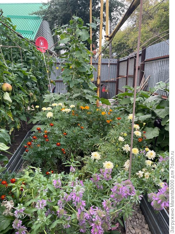 Ещё фото цветника на огуречной грядке
