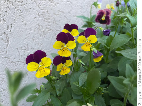 Создаётся впечатление, что они тоже на нас смотрят)))