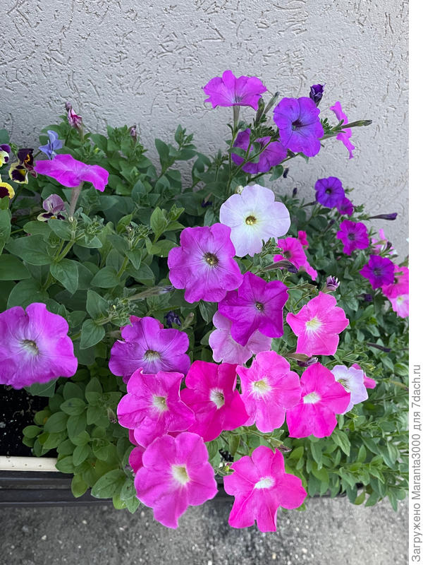 Не могу устоять, так мне красиво