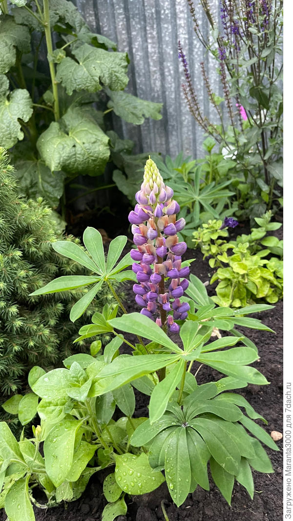 Вот фиолетовый ещё, радовали меня в 2025г