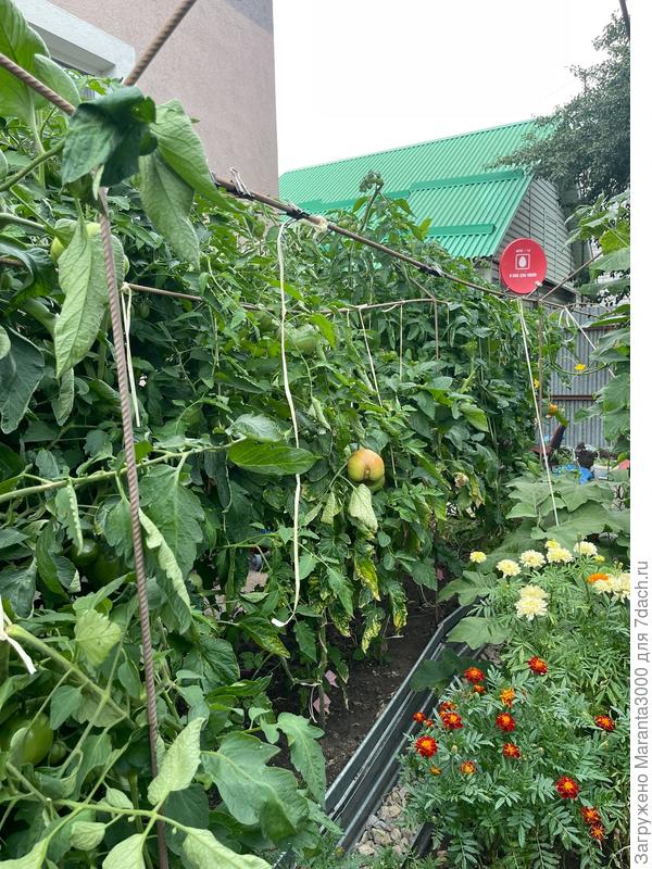 Вид на томатные заросли (в 2025 там было 44 корня)