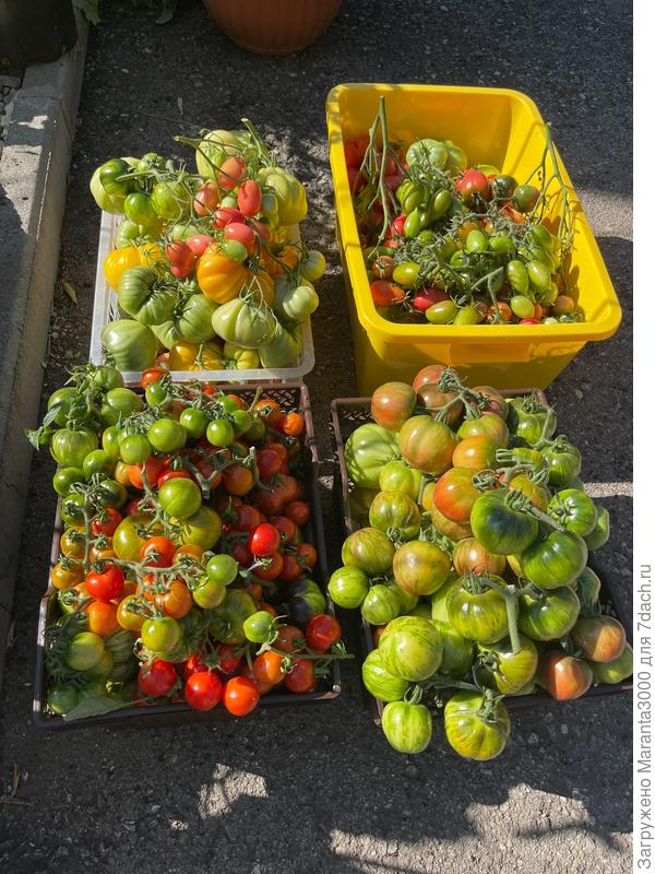 Ну и урожай 2025 - вот уж где раздолье моему тщеславию!)) и всё же, не совсем - огород пришлось убрать раньше срока, многие томаты ещё не успели дозреть и были собраны зелёными, и, как потом выяснится, очень даже не зря - салат из зелёных помидор по-корейски грел душу и тело всю зиму и нам, и нашим родителям и товарищам)))