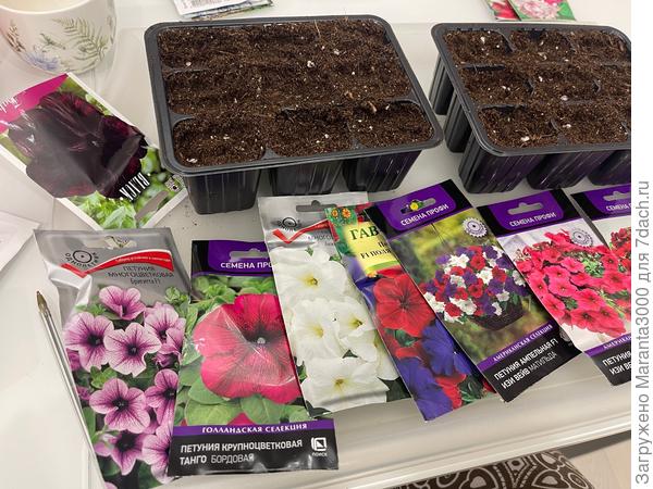 Царица моей клумбы - петуния. Впервые разорилась на два пакетика ампельной. Семян там, конечно, не то что украли - своровали украденное!