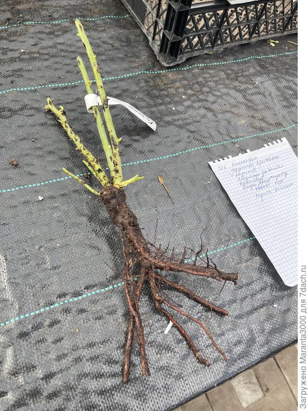 Как увидела я колючки на некоторых саженцах, так и слетел с меня весь романтический флёр)))