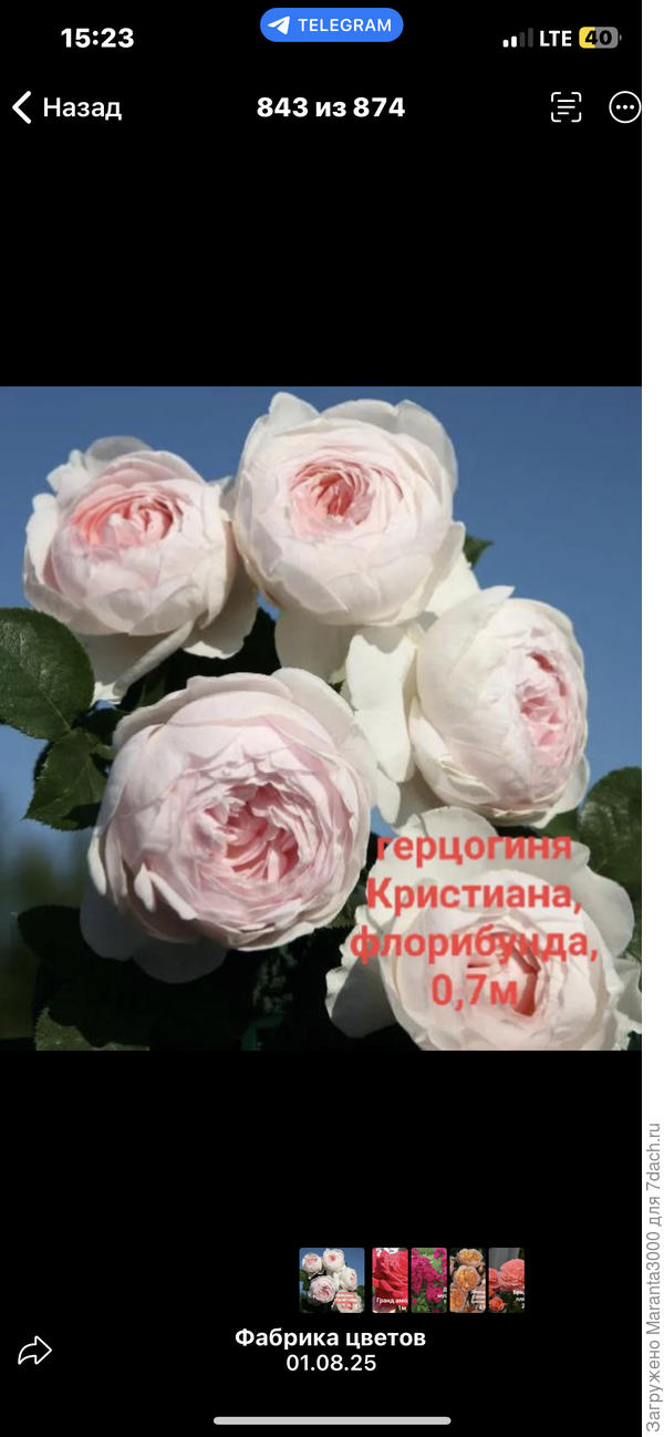 Ну и вишенка на торте, я как увидела эти помпоны, поняла, я без неё жить не смогу))) Хоть и сулят эти помпоны проблемы при первом же дожде.