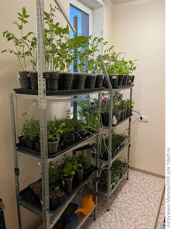 Мои стеллажи с рассадой в сезоне 2025, так будет и в этом году, но, возможно, в другой комнате, что, в сущности, дела не меняет)