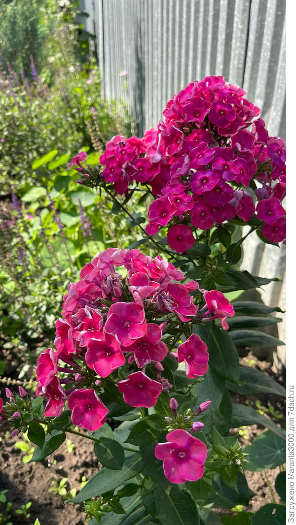 Флокс красавец, в прошлом году вошёл в полный цвет