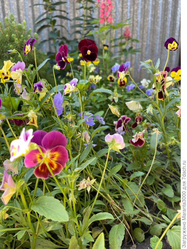 Мои милые виолки) до чего им было хорошо в кашпо и как их размотало на грядке) засушило) В этом сезоне я их оставлю в контейнере, хотя посадила очень много, если будут излишки, так и придётся кинуть на клумбу)