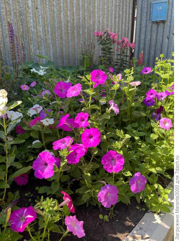 Розовое облачко) так совпало, что большинство сортов в 2025г были розового оттенка/цвета