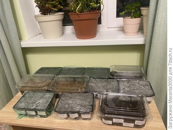 Временная дислокация