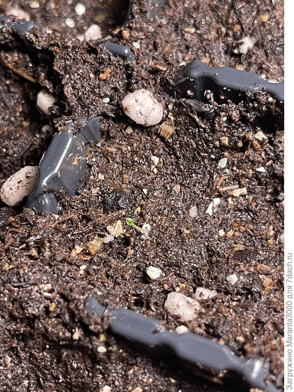 Микробы петунии