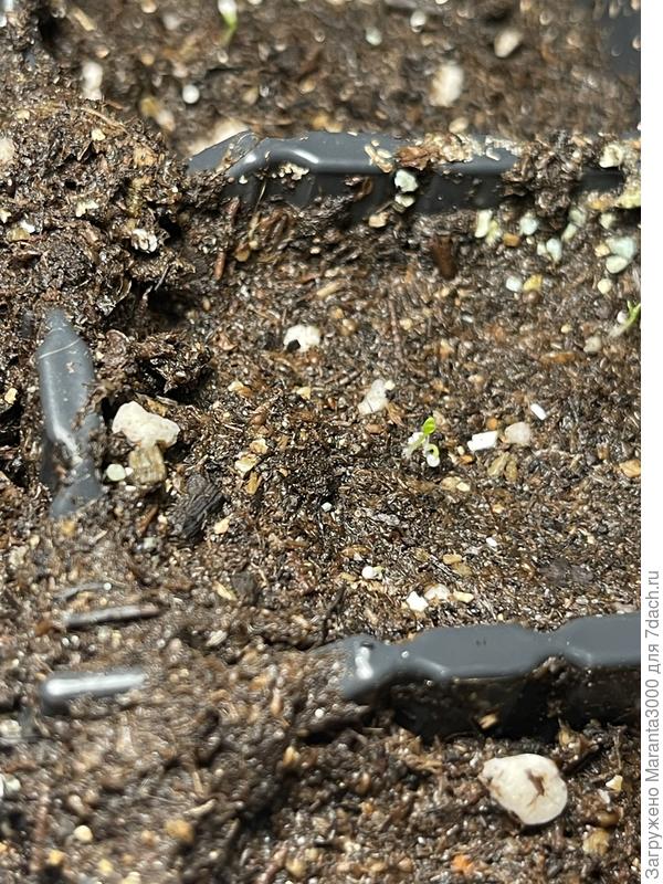 Не буду их множить, они однообразны, их около десятка