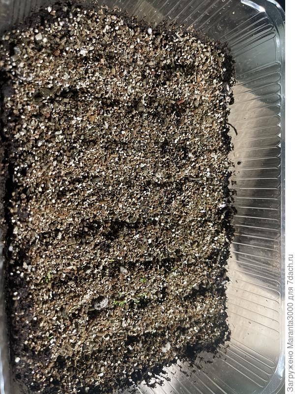 Анютины глазки, малышки