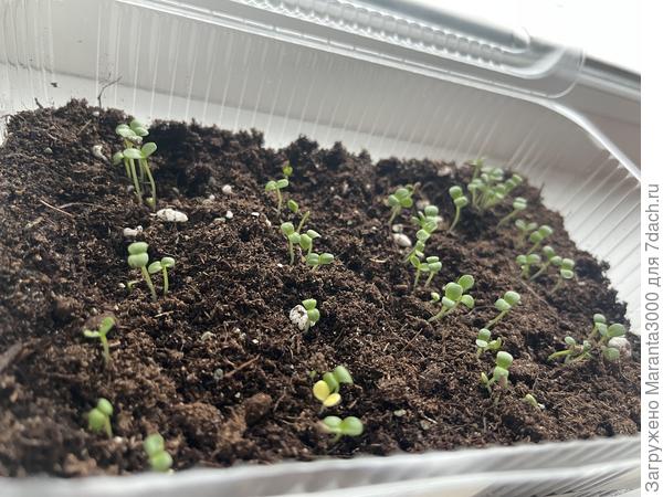 Вытянулись немного, сейчас исправим - отправлю на стеллаж в цоколь под лампу, там и попрохладнее, и свет будет персональный