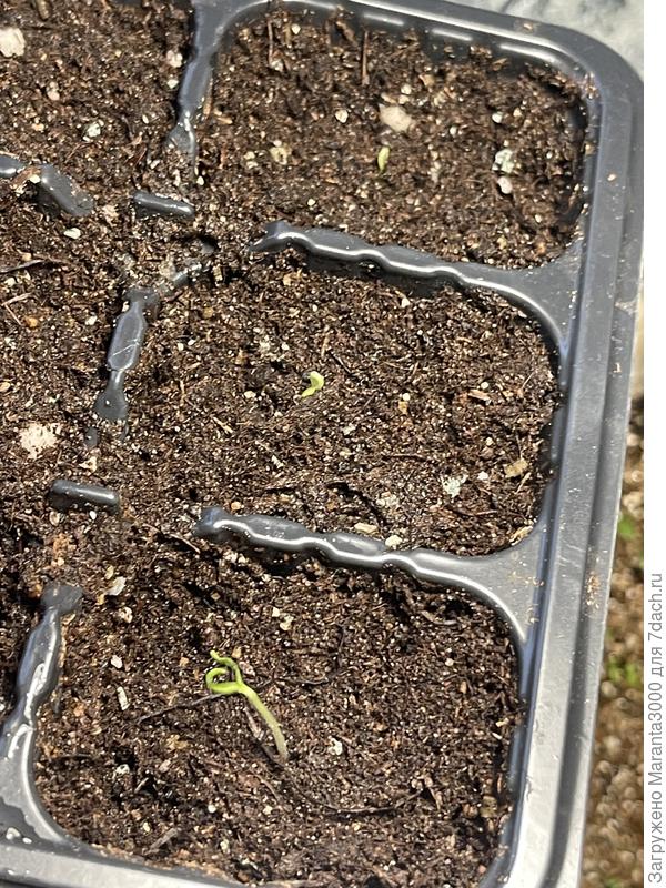 Моя прелесть) Бакл Галинэ