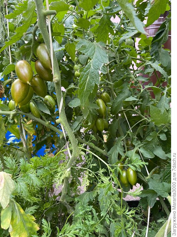 Леденцовые кусты