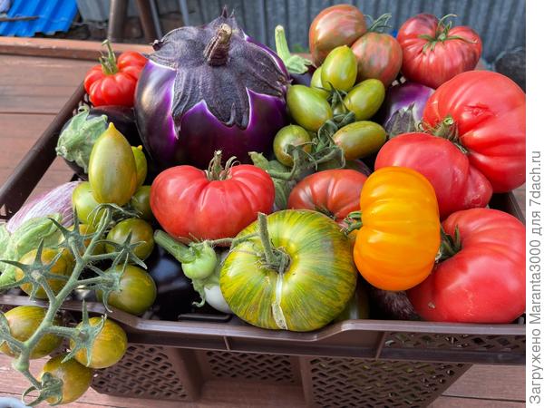 Леденец коричневый - в общем натюрморте 2025г