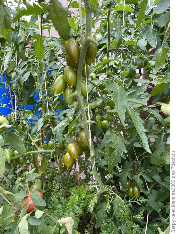 Заросли Леденцов)