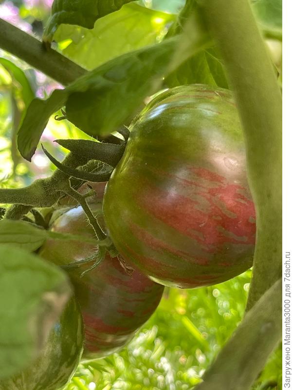 Удача моряка спеет)