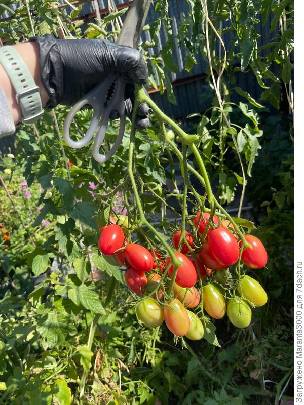 Одна кисточка Чио чио сан)