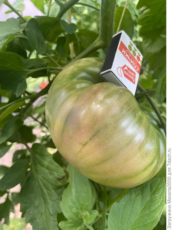 Усиленно их подвязывала, практически как арбузы))