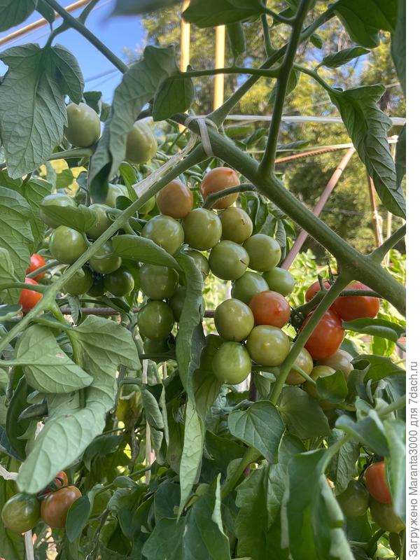 Принц Боргезе зреет, завалил меня урожаем в прошлом году