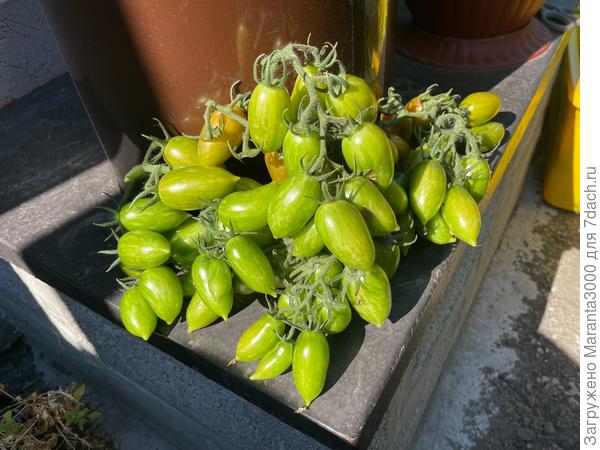 Леденец коричневый, отдельные кисти