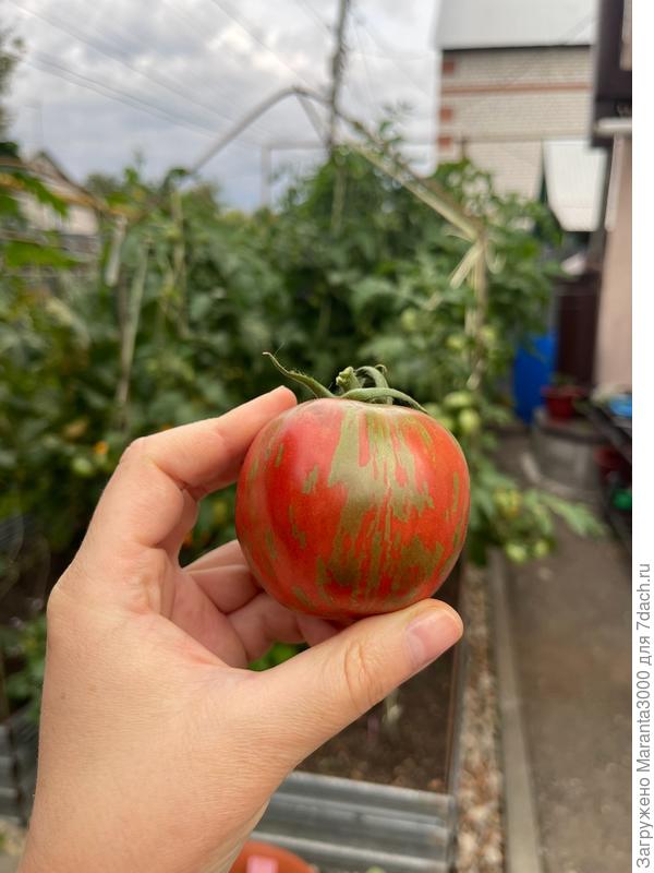 Удача моряка, ну красавец!